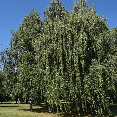 Апартаменты Al Salice Tranquillita Nel Verde Via Amendola 24 Бусто-Арсизио Экстерьер фото