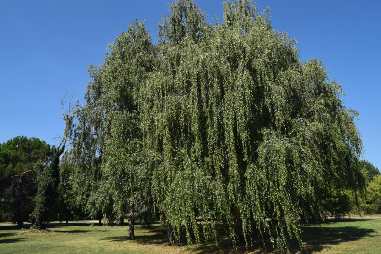 Апартаменты Al Salice Tranquillita Nel Verde Via Amendola 24 Бусто-Арсизио Экстерьер фото